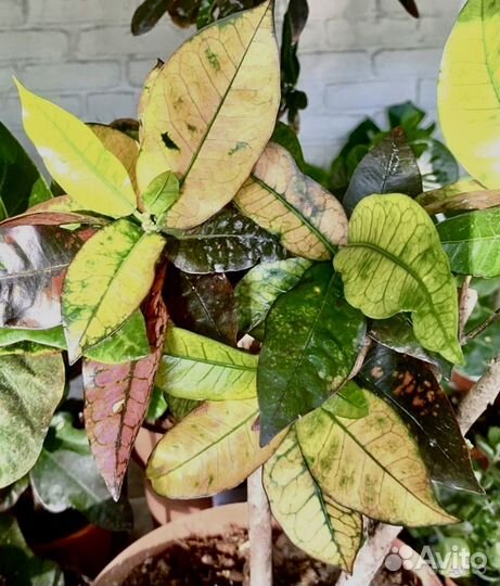 Кротон миссис айстон