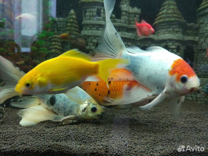 Золотая рыбка комета японский шубункин
