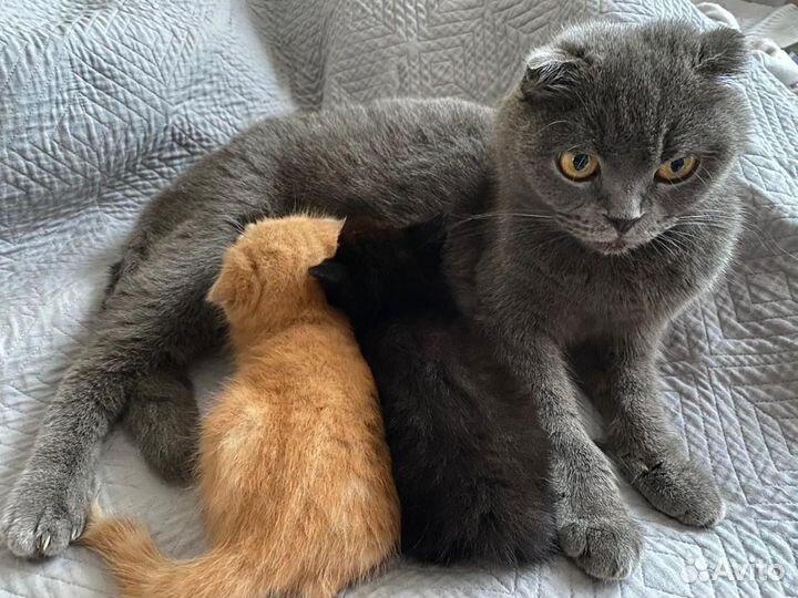 Британская вислоухая кошка