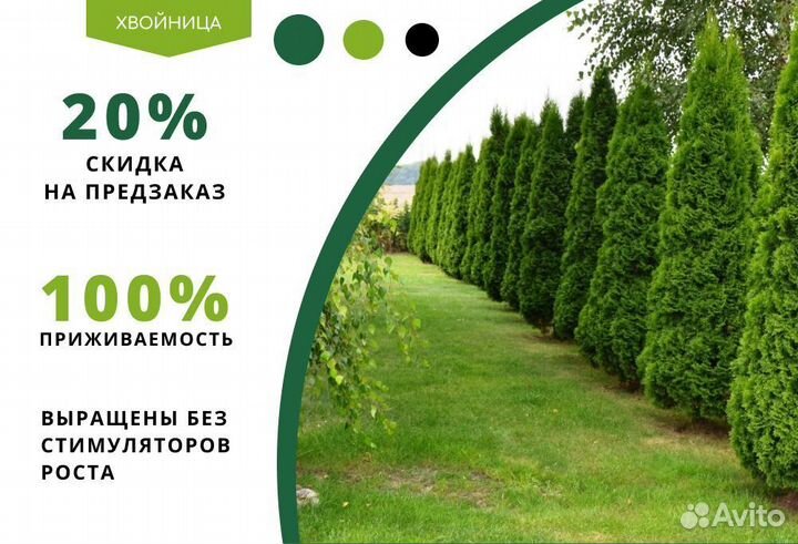 Туя Смарагд 1,8-2 м,Брабант,Колумна