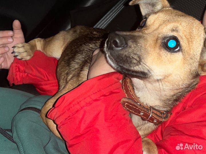 Собака в добрые руки