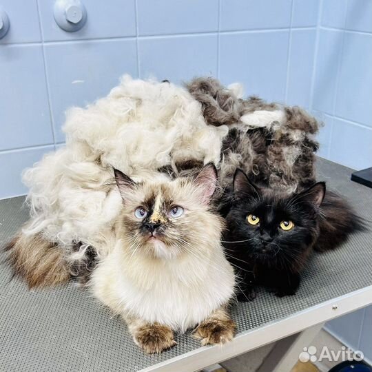 Груминг кошек и собак, Саратов Волжский р-н