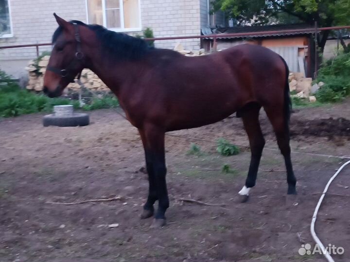 Карачаевский жеребец