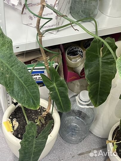 Филодендрон параисо верде