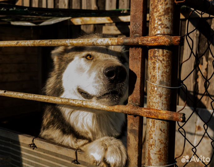 Аляскинский маламут