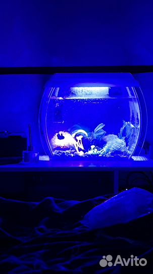 Аквариум