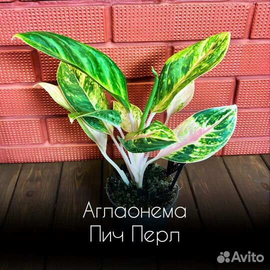 Аглаонема Пич Перл