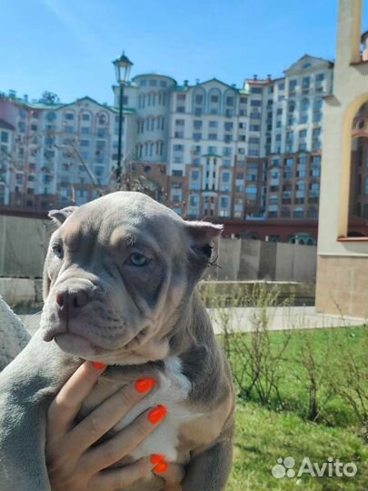 Американский булли