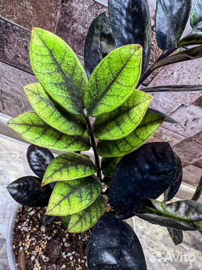 Замиокулькас эмеральд