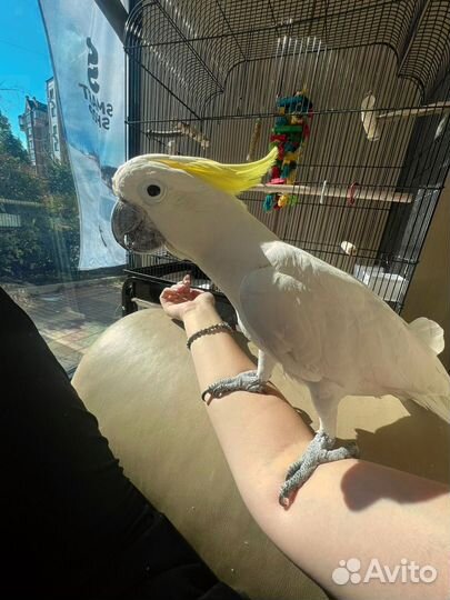 Попугай какаду