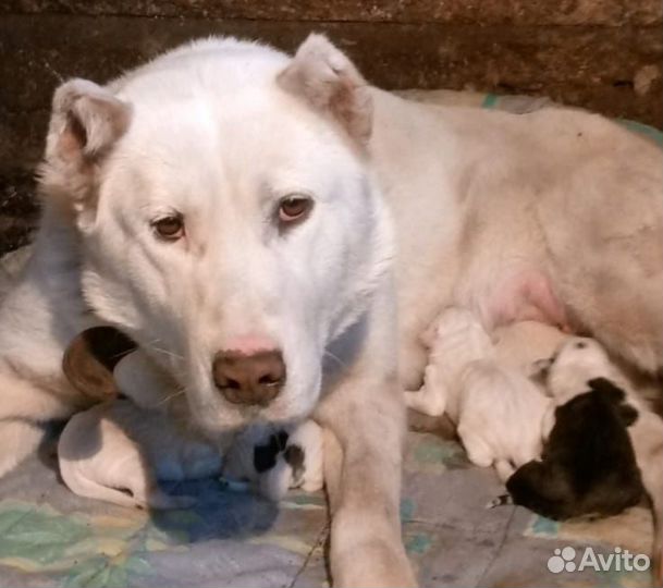 Щенки алабая