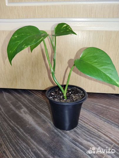 Сциндапсус эпипремнум