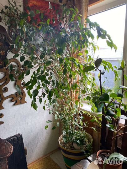 Фикус Бенжамина