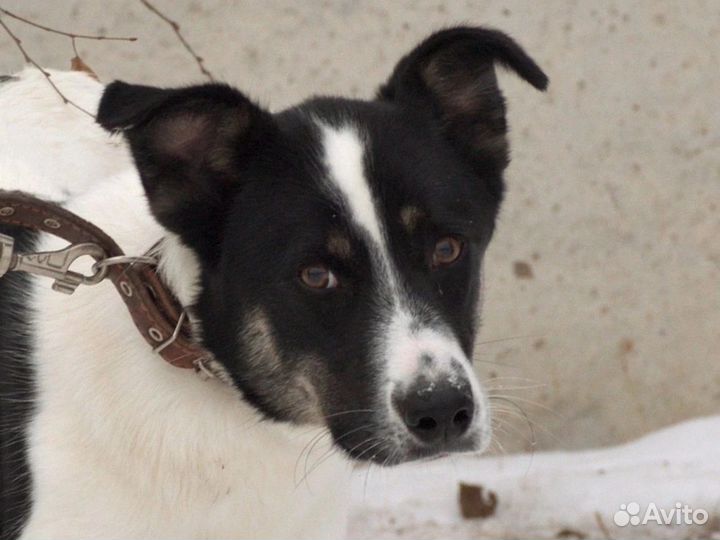 Белый Джоник, чёрные ушки.Ищет добрый дом.Джоник