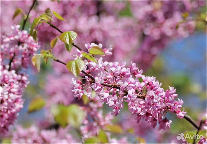 Церсис (церцис) Китайский, Канадский, Европейский