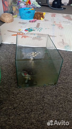 Аквариум с черепахой