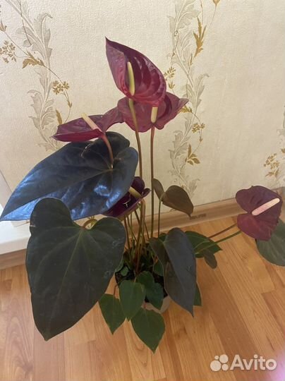 Антуриум Деликата