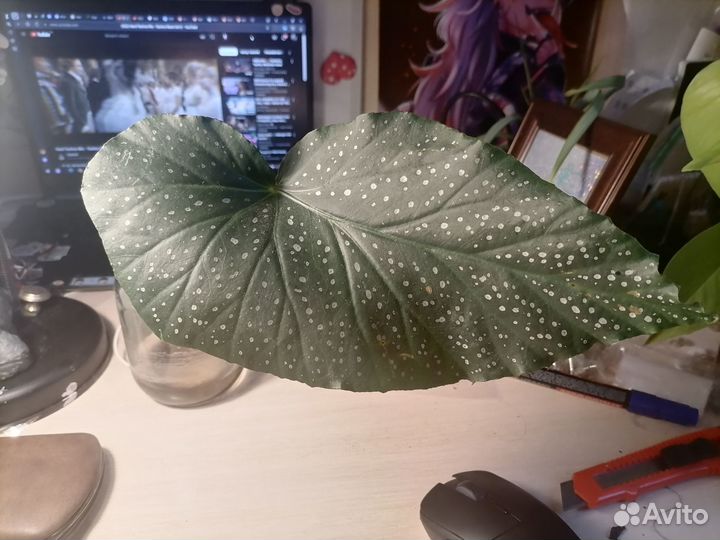 Бегония росток для укоренения