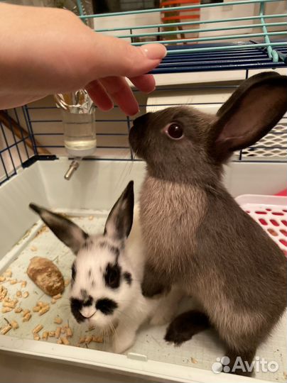 Кролики с клеткой