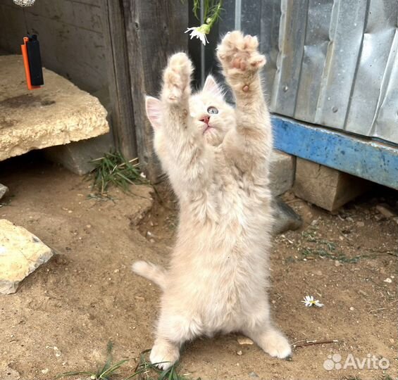 Персиковый котенок Кирюша