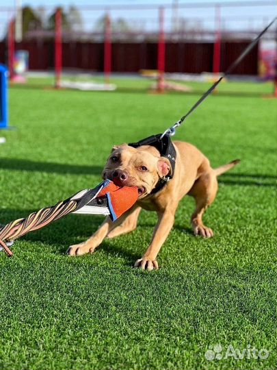 Питбуль в добрые руки,стерилизована