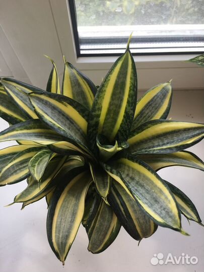 Сансевиерия сортовая