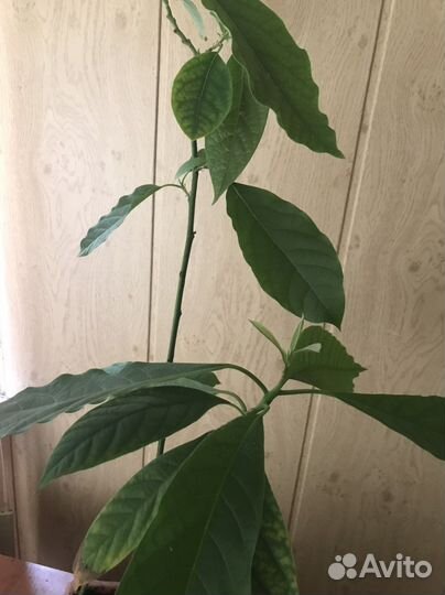Авокадо растение