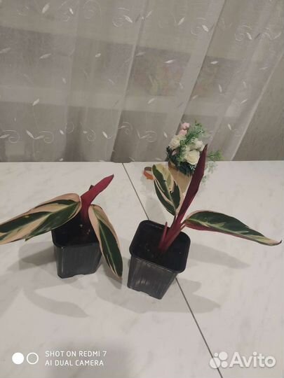 Строманта триколор