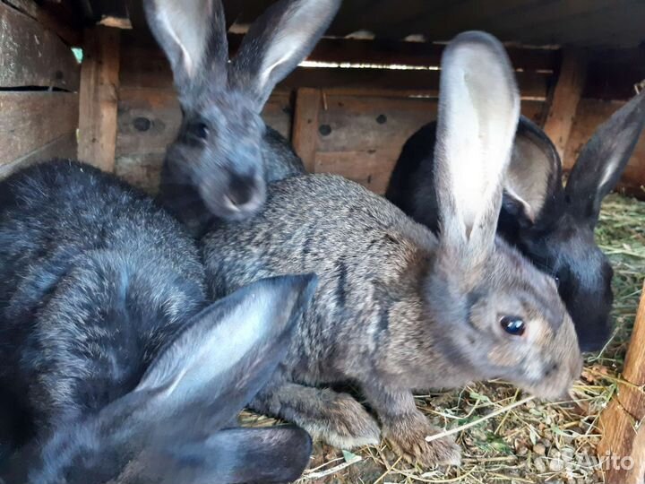 Крольчата серый великан,фландр