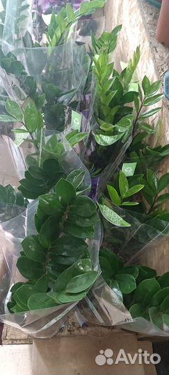 Замиокулькасы, Денежные деревья, аспарагусы