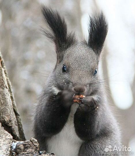 Белка. Бельчата. Черная кавказская