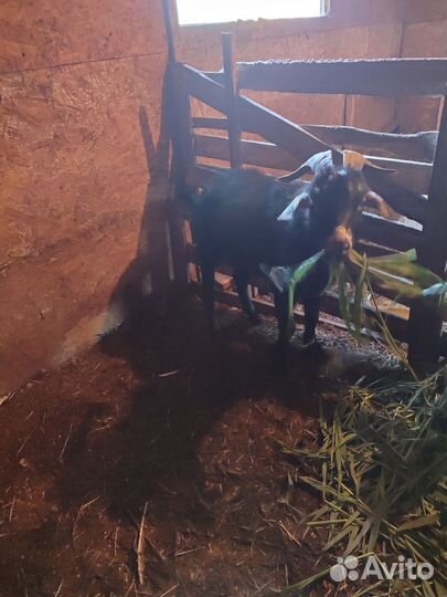 Козы дойные и козлы