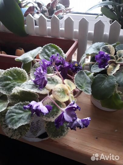 Комнатные цветы