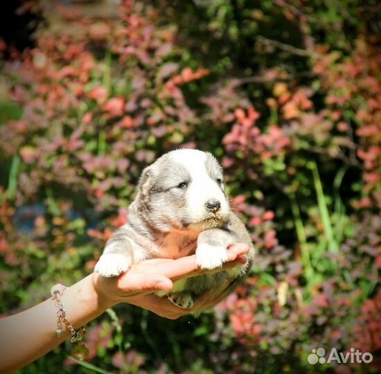 Щенки туркменского алабая