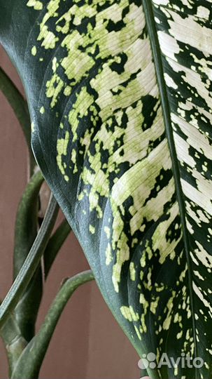 Диффенбахия