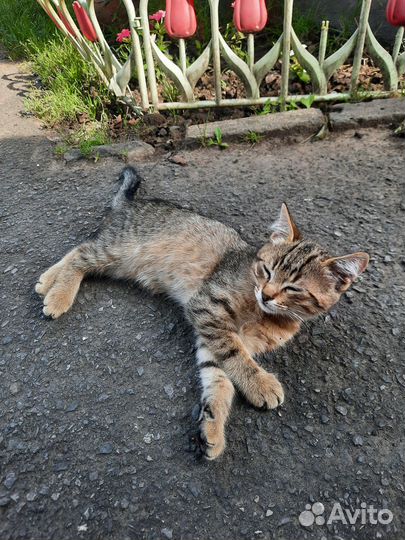 Отдам в добрые руки