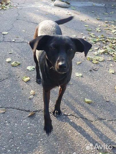 Кукла в поисках дома