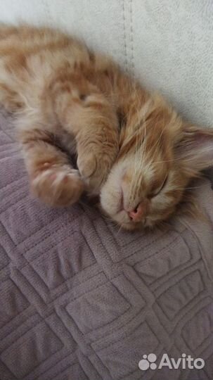 Кошечка 3 мес. мейн-кун