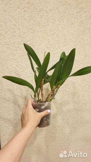 Каттлея/Cattleya