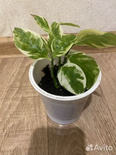 Педилантус