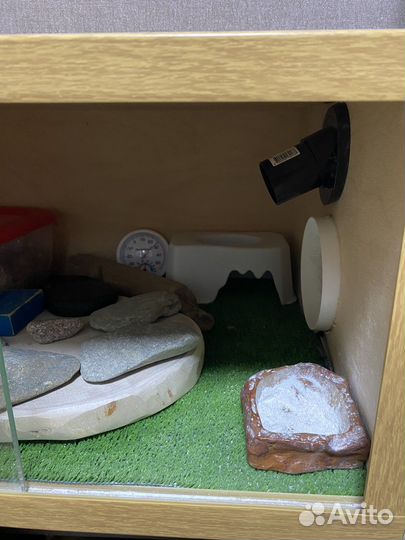 Геккон эублефар