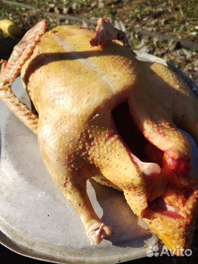 Мясо Индоутки