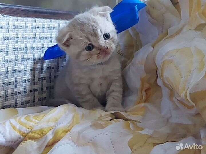 Шотландская вислоухая