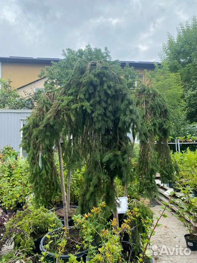 Ель Инверса штамб 200см