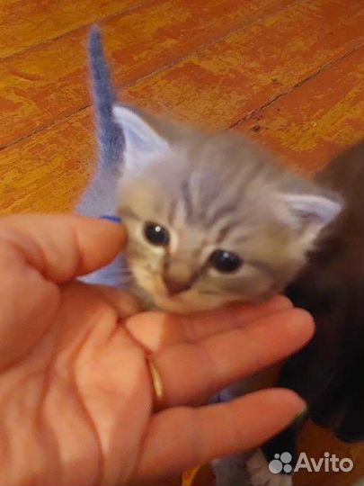 Шотландские котята