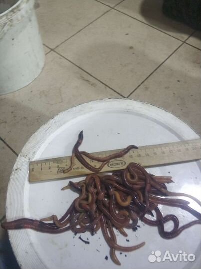 Черви для рыбалки дэндробена