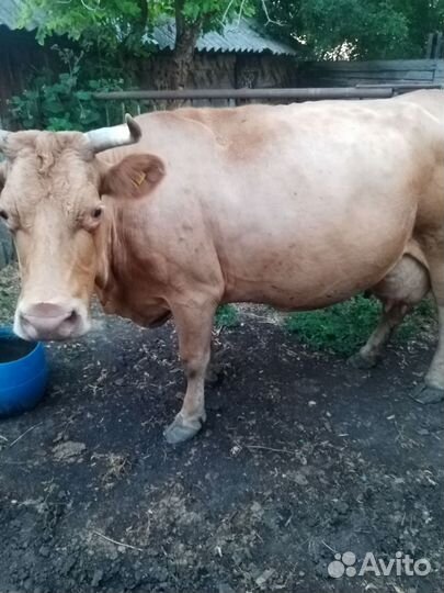 Корова стельная дойная