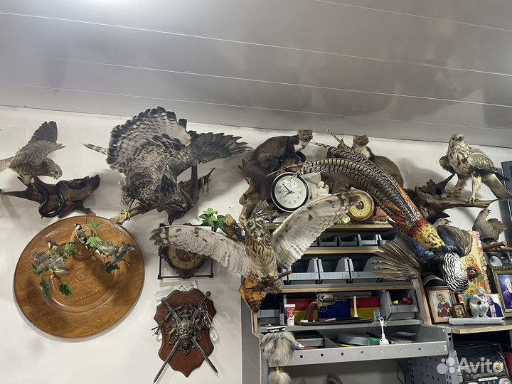 Чучело разных животных