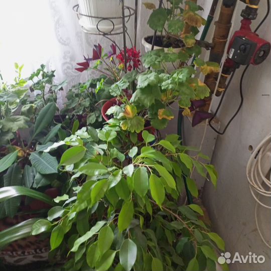 Комнатные цветы