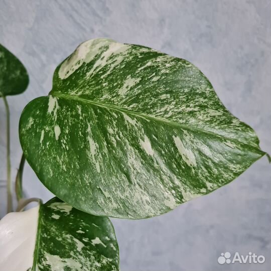 Монстера альба